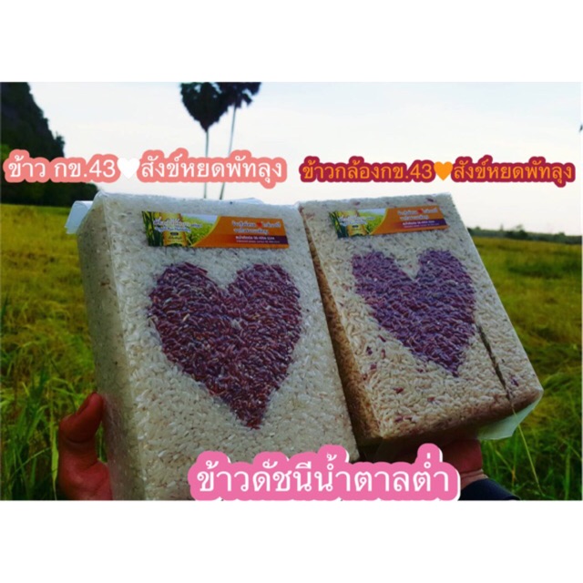 ข้าวกล้องกข.43 สังข์หยดพัทลุง