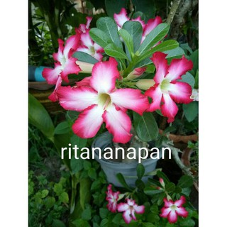 ชวนชม (2ต้น) fascinatingly,Flowering plant,Ornamental plant,flower(สินค้าพร้อมส่ง)