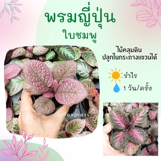 พรมญี่ปุ่น ใบกำมะหยี่ (โทนใบสีชมพู) มีหลายลายหลายเฉดสี!! (ราคาต่อ 1 ต้น) ไม้คลุมดิน ใบสวยมาก ทักแชทเลือกต้นได้นะคะ