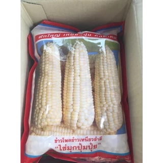 ข้าวโพดปุ้มปุ้ย ข้าวโพดข้าวเหนียวขาว 1 Kg ของใหม่ชัวร์ สิ้นอายุทำพันธ์ 05 / 70