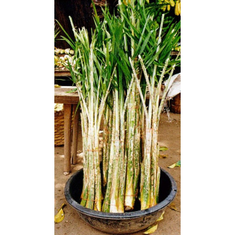 ต้นหวายหนามขาวภูพาน/ขายชุดละ150บาท1ชุดมี10ถุง