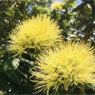 เมล็ดพันธุ์ Yellow Pohutukawa  100 เมล็ด / Metrosideros excelsa from New Zealand