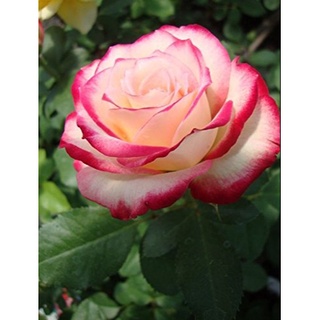30 เมล็ด กุหลาบ White Pink Rose Rose Seeds ดอกใหญ่ นำเข้าพร้อมคู่มือ