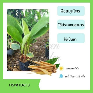 กระชายขาว กระชายแกง พืชสมุนไพร ใช้ประกอบอาหารและเป็นยา 3 ต้น 100 คละกันได้