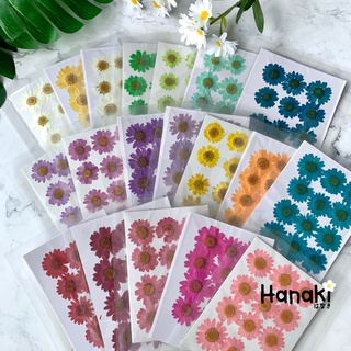 【พร้อมส่ง】Daisy เดซี่ ดอกเดซี่ทับแห้ง ดอกไม้จริงทับแห้ง ดอกไม้ทับแห้ง Pressed Flowers💐