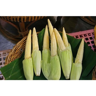 เมล็ดพันธุ์ ข้าวโพดฝักอ่อน ข้าวโพดอ่อน 20 เมล็ด [10 แถม 1 คละได้]