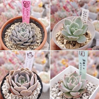 ไม้อวบน้ำ Succulents seed 50เมล็ด 129บาท❗️