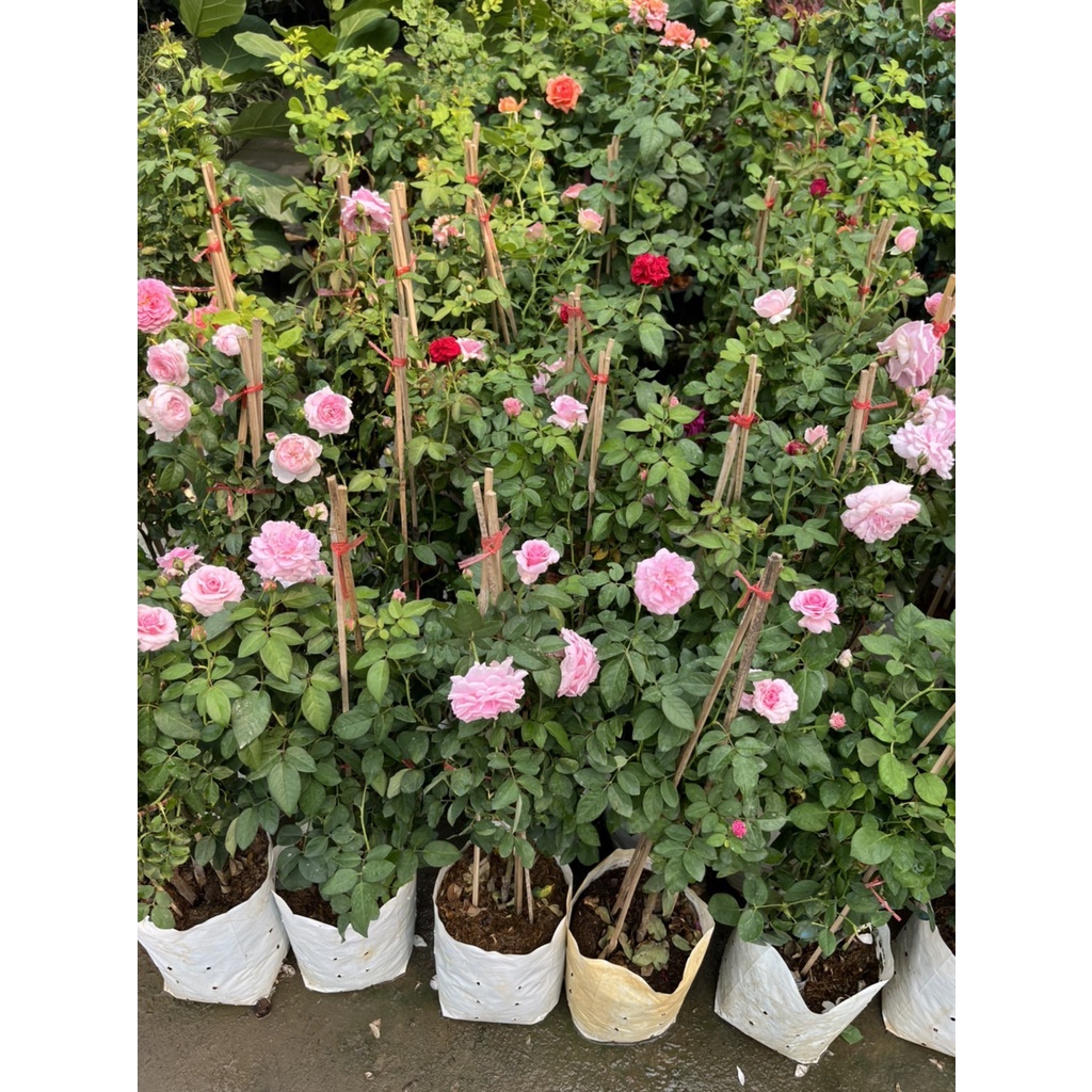 กุหลาบสายพันธุ์บิชอป (Bishop’s Castle Rose)