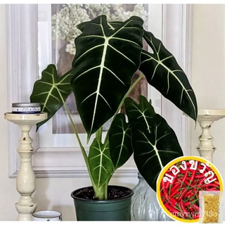 ALOCASIA PLANT SEEDS种子/母婴/香菜/玫瑰/儿童/木瓜/手链/园艺/向日葵/通心菜/ KNEP