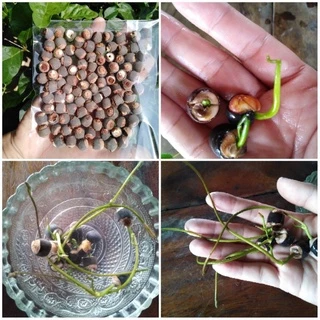 เมล็ดบัวฉัตร สีแดง 5 เมล็ด