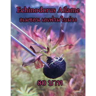 ต้นไม้น้ำ อเมซอน เอเฟรม ใบม่วง (Echinodorus Aflame)