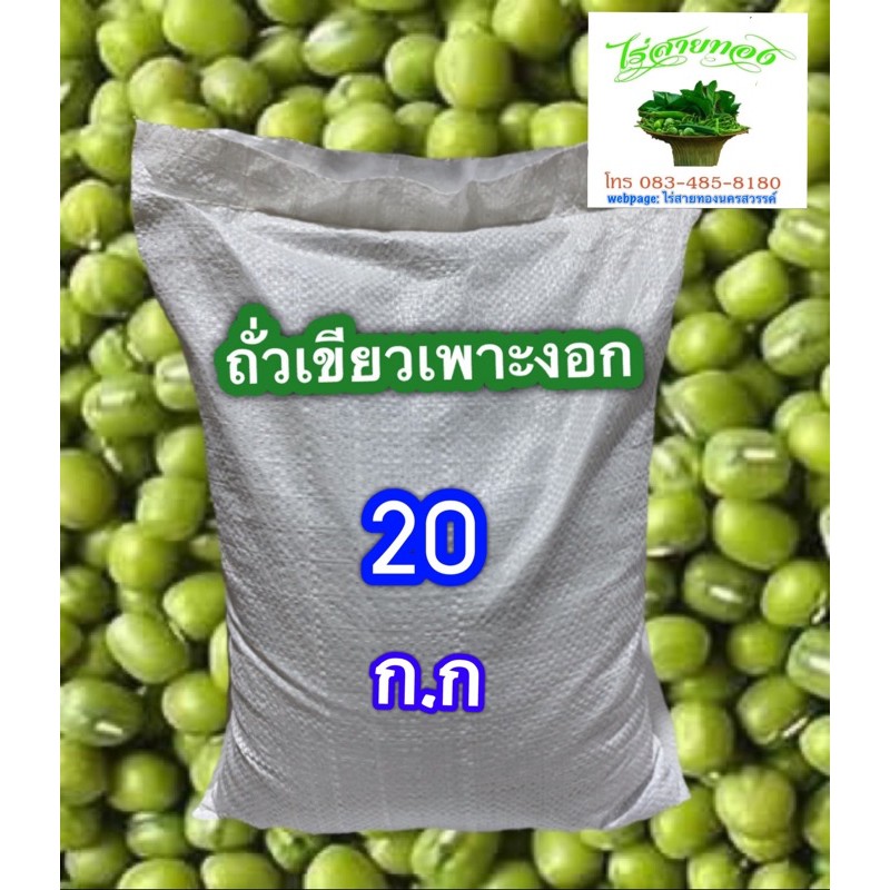 ถั่วเขียว กระสอบ 20 กิโลกรัม 1.แบบเพาะงอก  2.เมล็ดพันธุ์ใช้ปลูกขยายพันธุ์ 3.ปลูกคลุมดิน