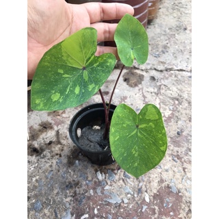 🎈🧸โคโลคาเซีย เลม่อน ไลม์ เก็คโกะ | Colocasia esculenta lemon lime gecko