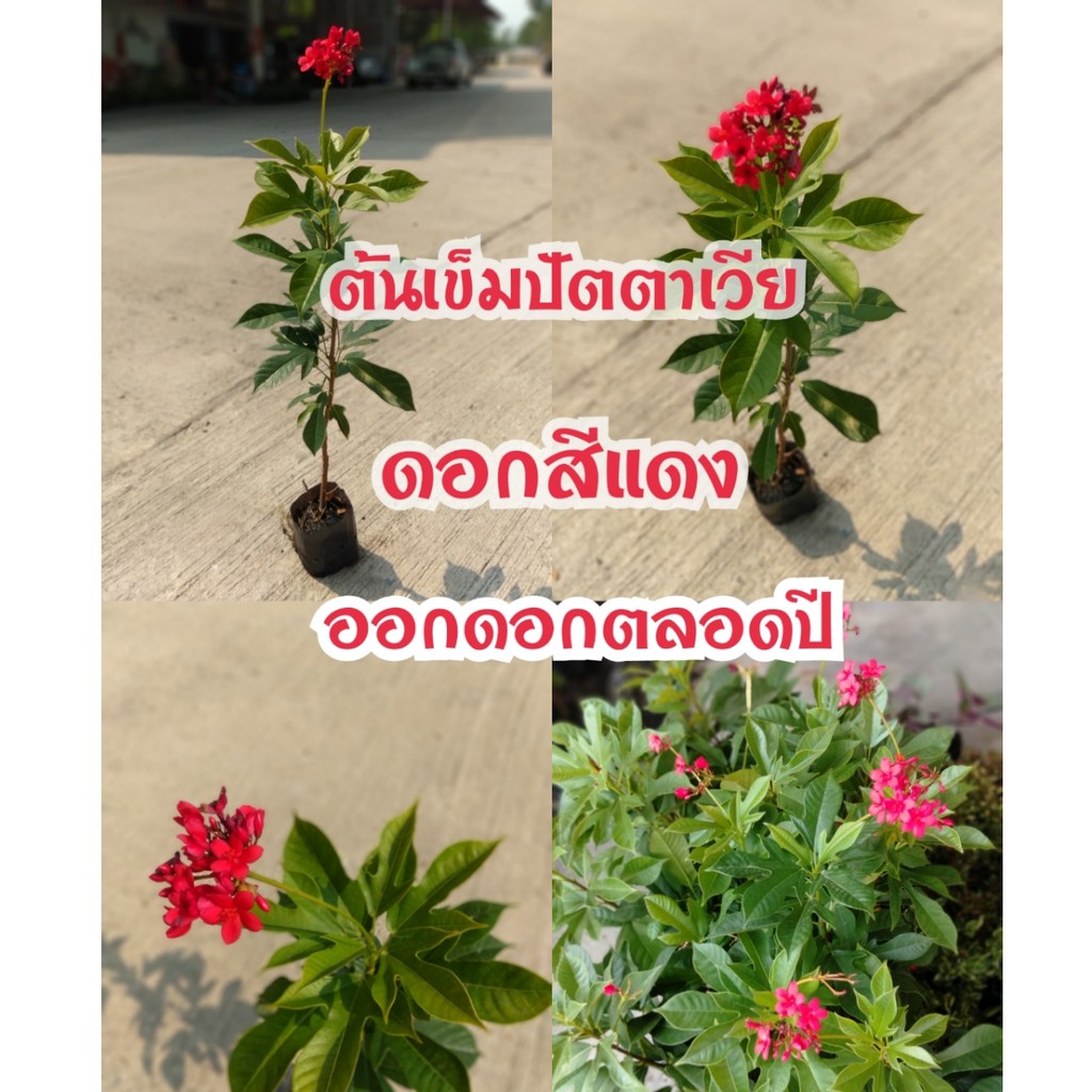 My Image 22