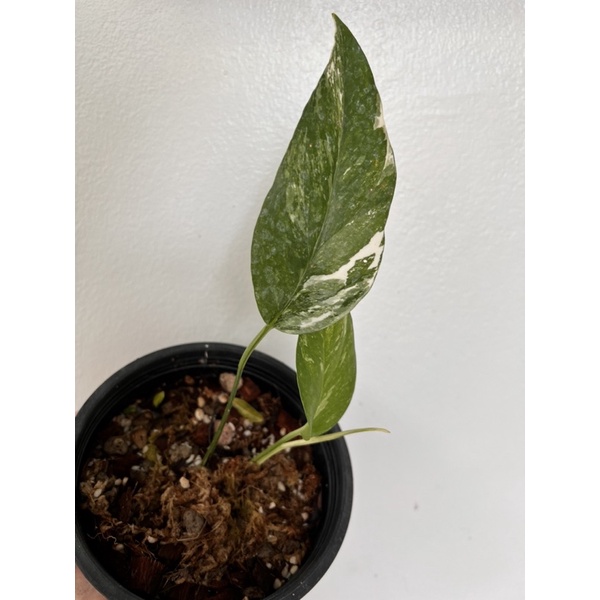 Epipremnum pinnatum varietigated (อิพิด่างขาว)