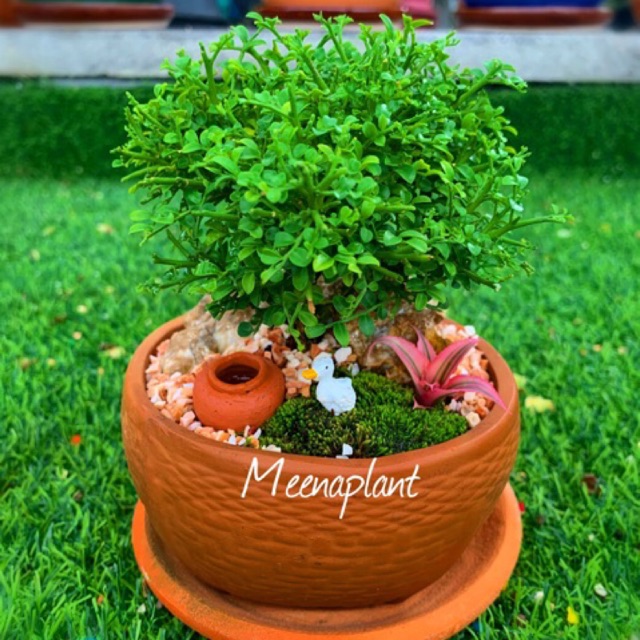 My Image 12