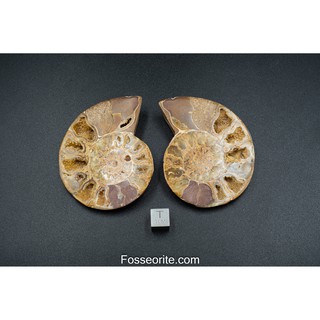 [หนัก84g+อายุกว่า 65 ล้านปี!!!] #3 ฟอสซิล หอย แอมโมไนต์ Madagascar Shell Jurassic Ammonite ของแท้