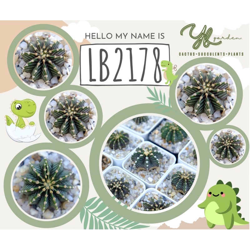 LB 2178 ไม้เมล็ด แท้ แอลบี 2178 ยิมโน gymnocalycium lb2178 แคคตัส กระบองเพชร cactus&succulent ส่งทั้