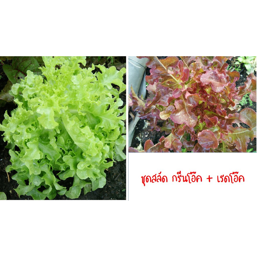 เมล็ดพันธ์ุเรดโอ๊ค + กรีนโอ๊ค กว่า 200 เมล็ด ถูกกว่าใคร