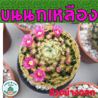 แมมมิลลาเรีย ขนนกเหลือง ไซส์แม่พันธุ์ ดอกชมพู / ดอกขาว (ส่งแบบเปลือยราก) Mammillaria Schiedeana กระบองเพชร.