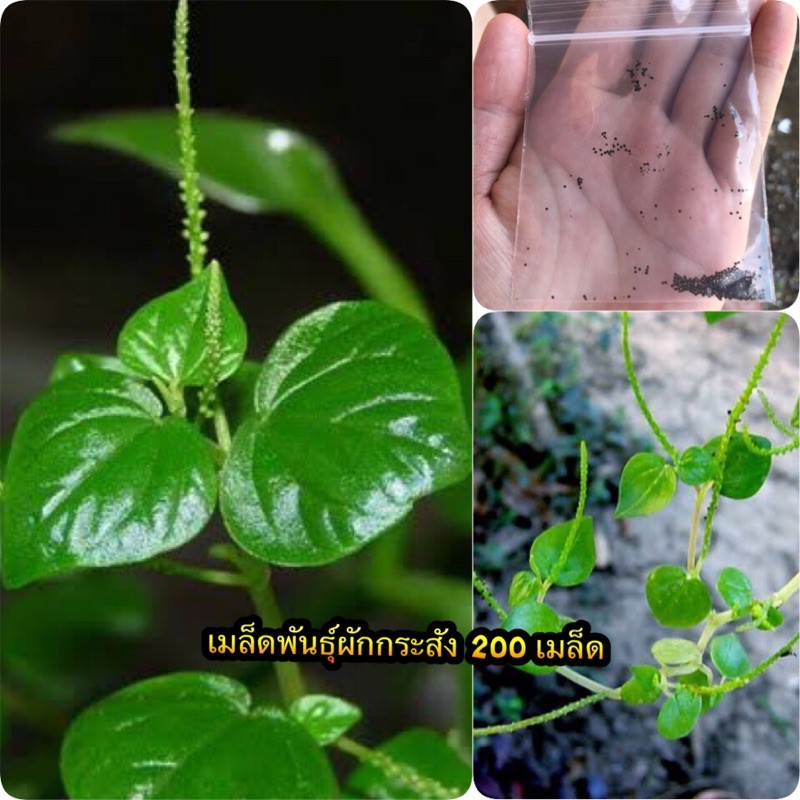 เมล็ดพันธุ์กระสัง พืชสมุนไพร 200 เมล็ด