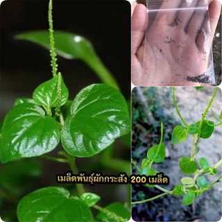 เมล็ดพันธุ์กระสัง พืชสมุนไพร 200 เมล็ด