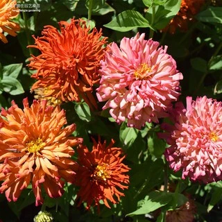 เมล็ดบานชื่นแคคตัส 50เมล็ด(0.5กรัม) Zinnia Cactus elegans เมล็ดพันธุ์พรีเมี่ยมเกรด