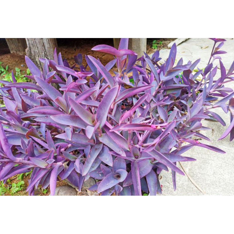 ว่านกาบหอยสีม่วง/ตัดกิ่งขายประมาณ 30CM.(ตัดสด10กิ่ง/มัด)