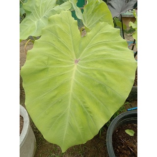 Colocasia Red eye geckoชำรากดีแล้วส่งทั้งกระถาง