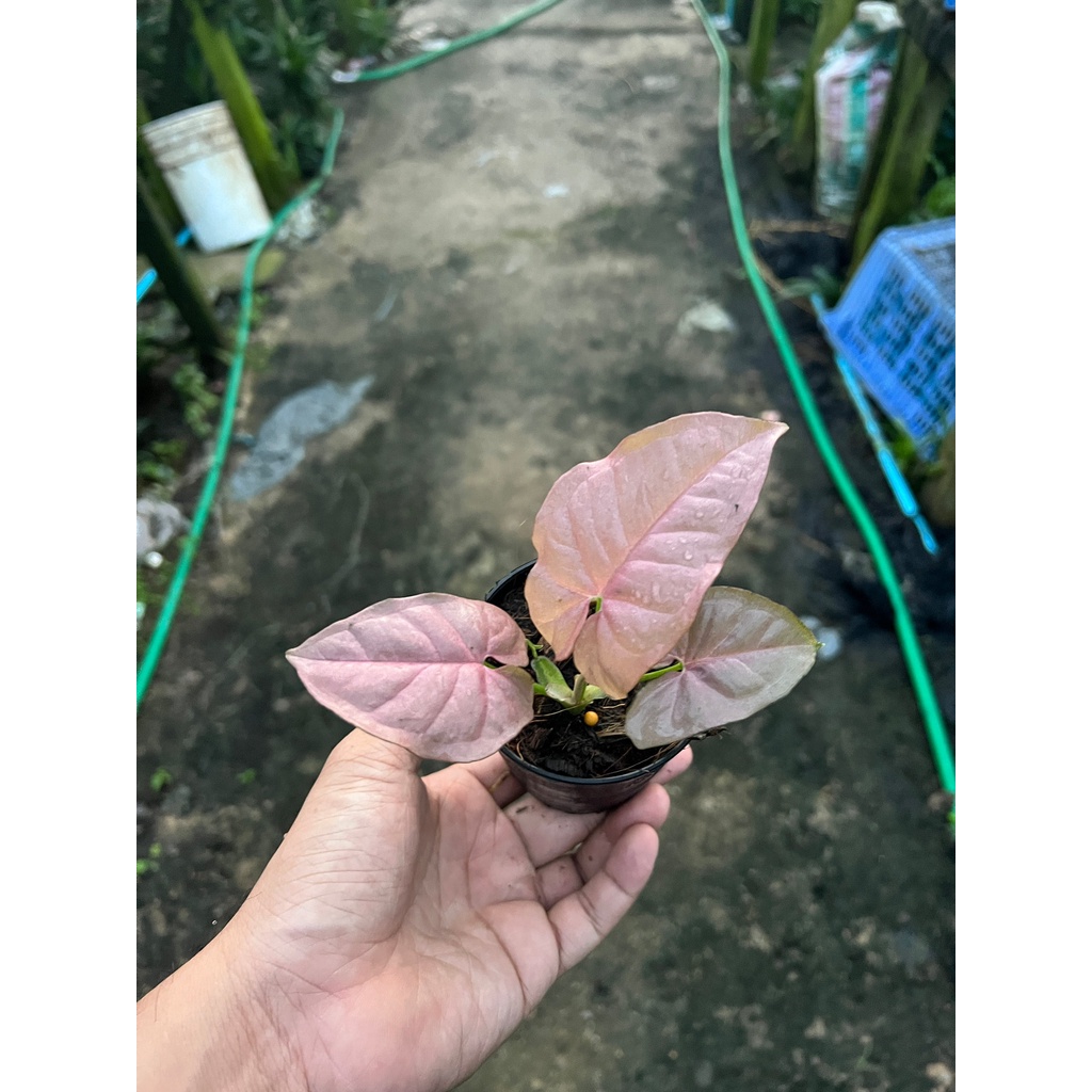 มุมมอง 3