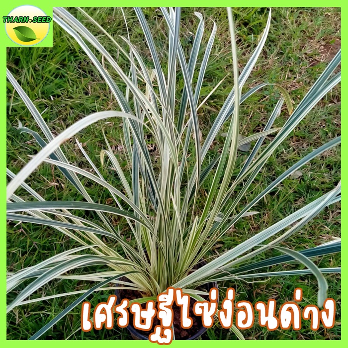 ต้นเศรษฐีไซ่ง่อนด่าง เมตตามหานิยม  ส่งเป็นถุงดำ (ซุ้มกระต่ายด่าง) ว่านเศรษฐี ไม้มงคล ต้นเศรษฐีไซง่อน lily turf