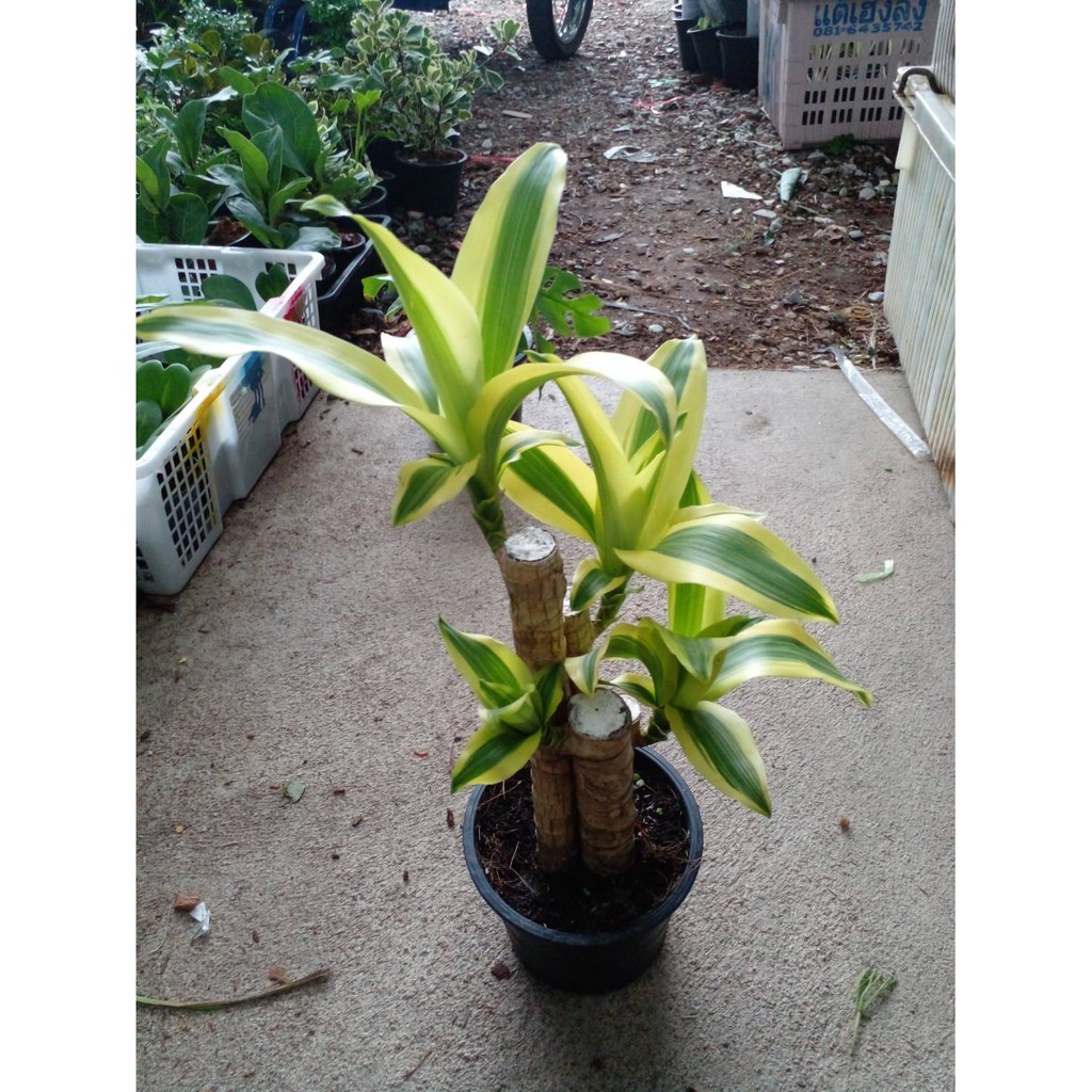 มุมมอง 3