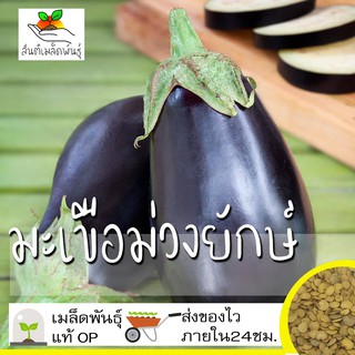 เมล็ดพันธุ์ มะเขือม่วงยักษ์ 150เมล็ด Black Beauty Eggplant Seed เมล็ดพันธุ์แท้ นำเข้าจากต่างประเทศ ปลูกผัก สวนครัว ถูกดี