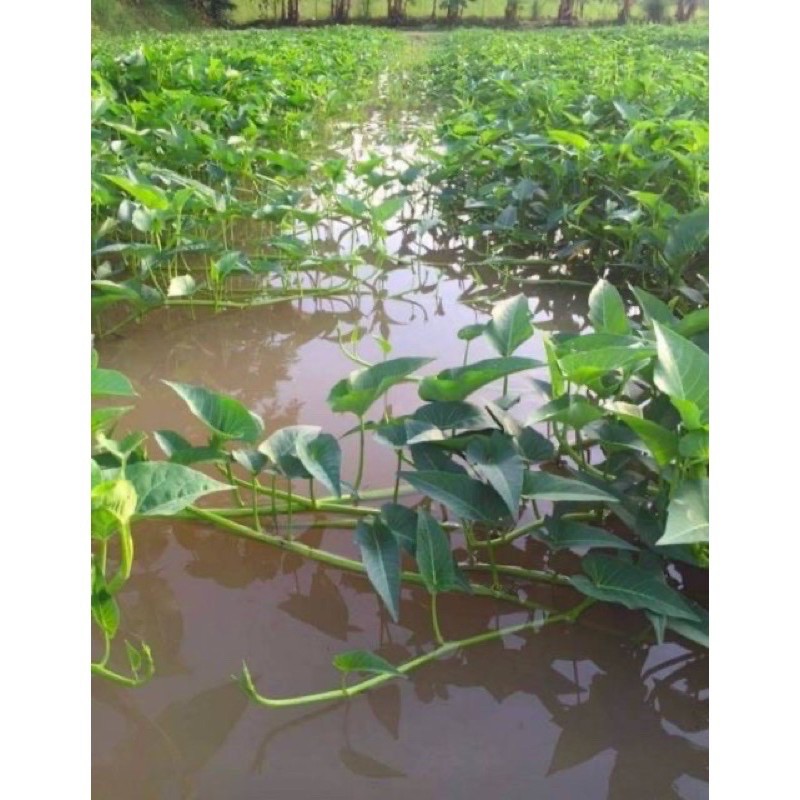 เมล็ด ผักบุ้งแก้ว ผักบุ้งเย็นตาโฟ Convolvulus Seed  บรรจุ 100 เมล็ด / ผักบุ้งนา ก้านแดง / ผักบุ้งแก้ว แตกกอ - รูปที่ 4