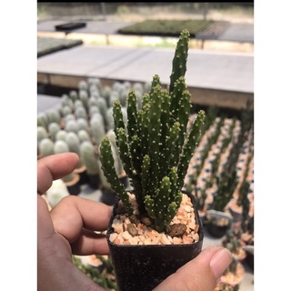 สามร้อยยอด Opuntia Monacantha