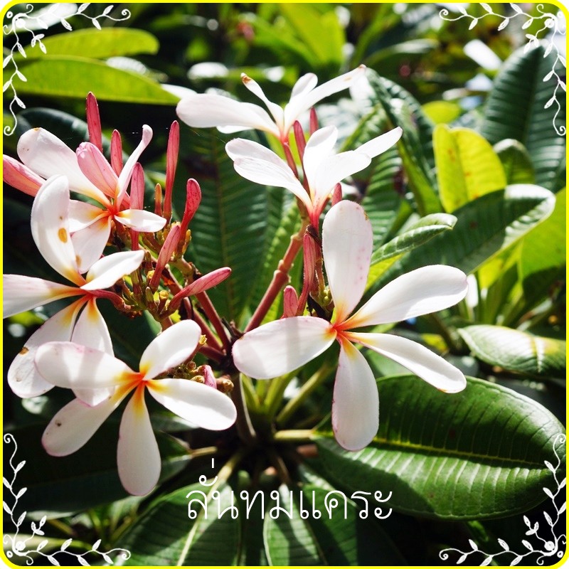 กิ่งตัดสด ลีลาวดีแคระ ลั่นทมแคระ สิงคโปร์พิงค์(Dwarf singapore pink) – โปรปัง