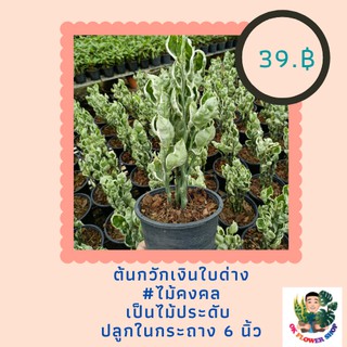 ต้นกวักเงินใบด่าง กวักด่าง แสยกด่าง นกน้อยนำโชคใบด่าง กระถาง 6 นิ้ว #ไม้มงคล