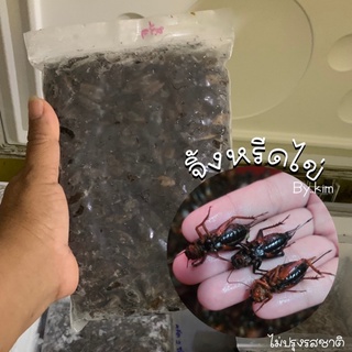 จิ้งหรีดไข่ สดๆ เลี้ยงเอง ❌อ่านรายละเอียดก่อนสั่ง❌