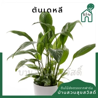 เดหลี ฟอร์มกอ กอใหญ่มาก มาในกระถางพร้อมตั้ง
