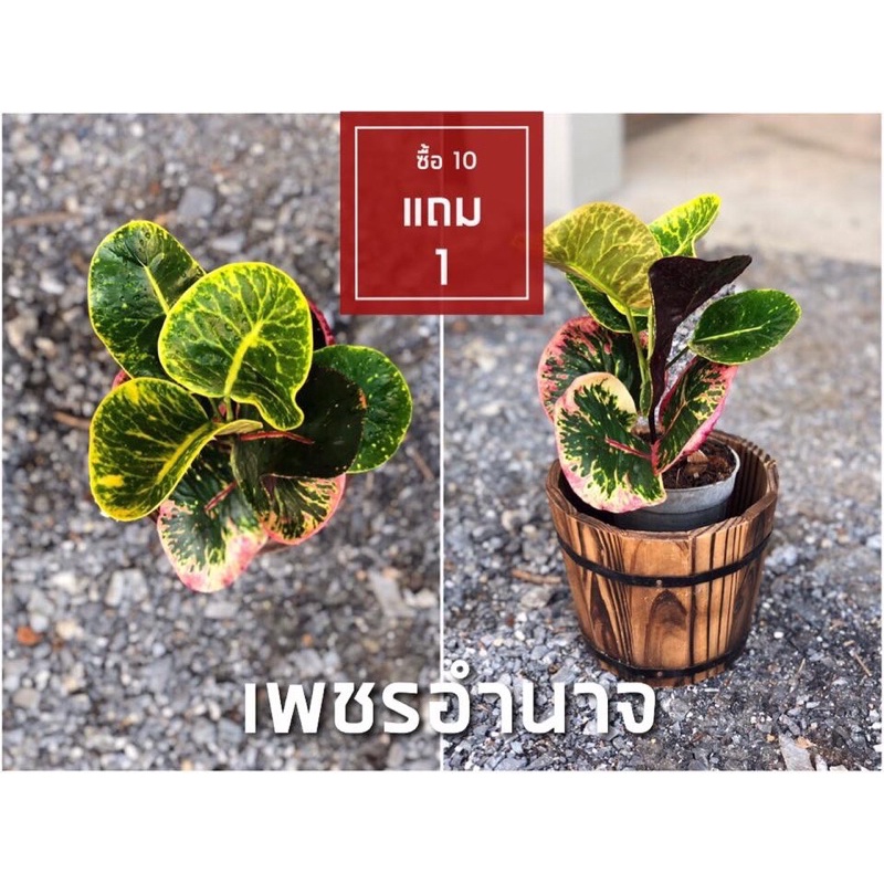 ต้นโกสนพันธุ์ เพชรอำนาจ ไซส์เล็ก กระถาง 5" สูง 15-20 เซนติเมตร ซื้อ 10 แถม 1 (จัดส่งแบบถอดกระถาง+รับประกันสินค้า)