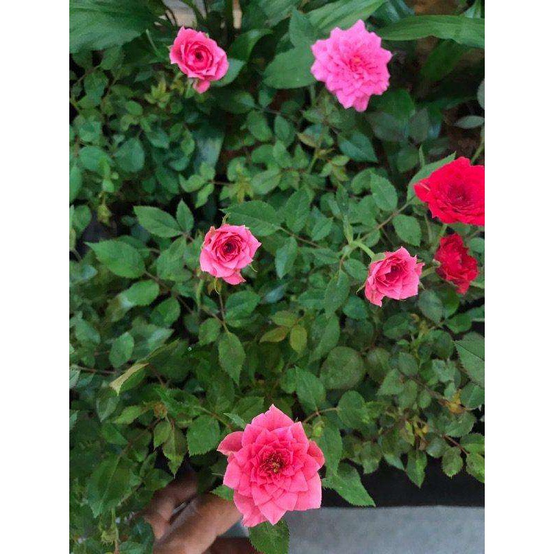 รวมกัน 97+ ภาพพื้นหลัง กุหลาบดอกเล็ก อัปเดต