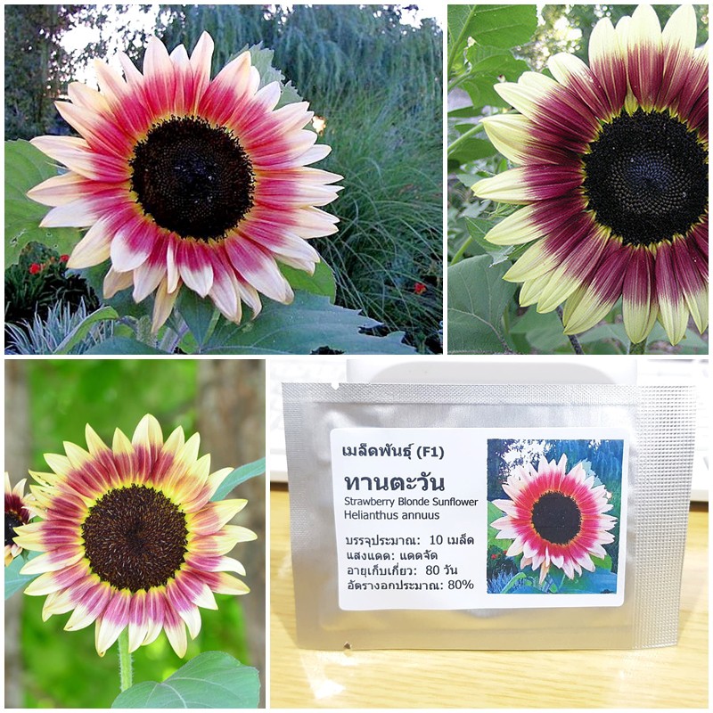 เมล็ดพันธุ์ ทานตะวันสตรอเบอรี่ บลอนด์ (Strawberry Blonde Sunflower F1 Seed) บรรจุ 10 เมล็ด คุณภาพดี ของแท้ 100%