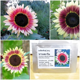 เมล็ดพันธุ์ ทานตะวันสตรอเบอรี่ บลอนด์ (Strawberry Blonde Sunflower Seed) บรรจุ 10 เมล็ด คุณภาพดี ราคาถูก ของแท้ 100%