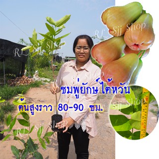 ( 1 ต้น)🌳ชมพู่ยักษ์ไต้หวัน🌳ลูกดก ผลใหญ่ หวานกรอบ เนื้อฟู ต้นกล้าสูง 80-90 ซม. ต้นกิ่งตอน จัดส่งพร้อมถุงเพาะชำ