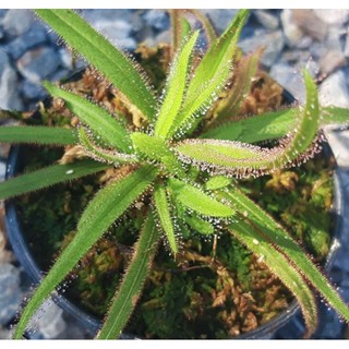 หยาดน้ำค้างนิวซีแลนด์ Drosera adelae #พืชกินแมลง