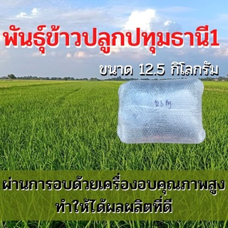 พันธุ์ข้าวปลูกปทุมธานี1เมล็ดพันธุ์ ข้าวปลูกปทุมธานี1 เมล็ดพันธุ์ข้าว พันธุ์ข้าวปทุมธานี1 ให้ผลผลิตดี (12.5 กิโล)