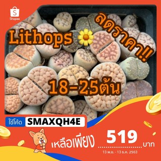 [ใช้โค้ด: SMAXQH4E ลดเพิ่ม130บาท] ใหญ่สะใจ🌼Lithops 🌼ไลทอป ยกกระถาง 🌼