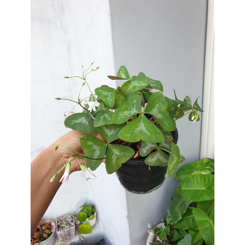 Oxalis Silver Dance white ผีเสื้อใบเขียวลายด่างดอกสีขาว