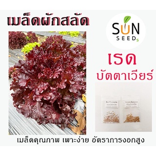 เมล็ดสลัดเรดบัตตาเวียร์ (Red Batavia) 10 บาท 100-120 เมล็ด เพาะง่าย อัตราการงอกสูง ผัก เมล็ดผัก เมล็ดพันธุ์ สลัด ผักสลัด