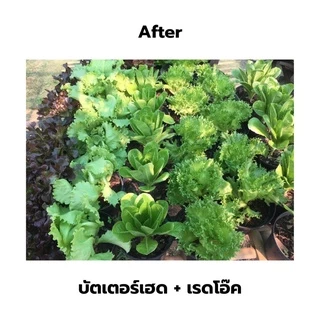 ปุ๋ยหมักคุณภาพสูง (1kg) ปุ๋ยหมัก ปุ๋ยอินทรีย์ เร่งดอก เร่งราก ดูแลลำต้น บำรุงดิน